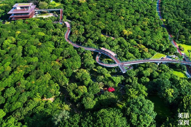 深圳公园的故事|先锋实践,甜蜜家园——香蜜公园_读创客户端