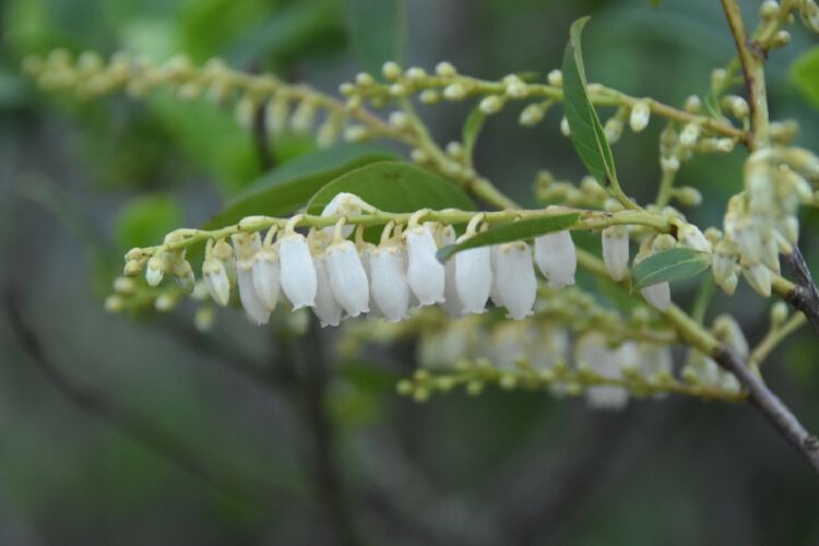 深圳植物大家庭再添新成员,坪山发现新纪录种"珍珠花"_读创客户端