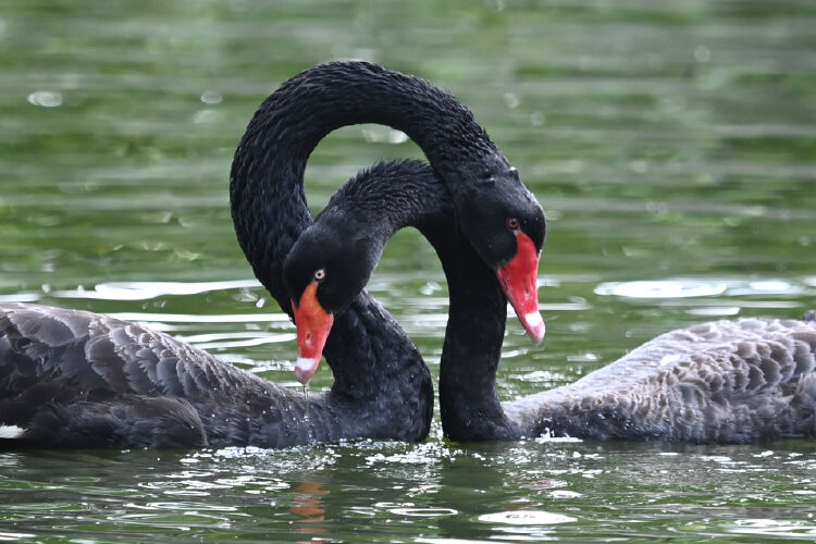 深圳野生动物园天鹅夫妻同心忙繁殖_读创客户端