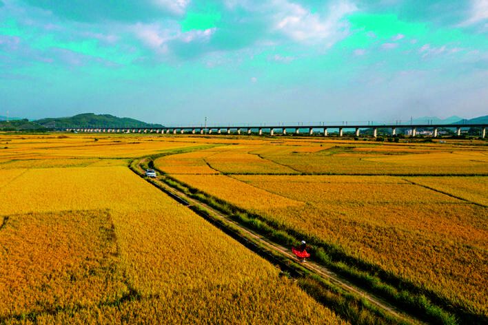 惠州稔山镇竹园村:海风吹稻浪 丰景美如画_读创客户端